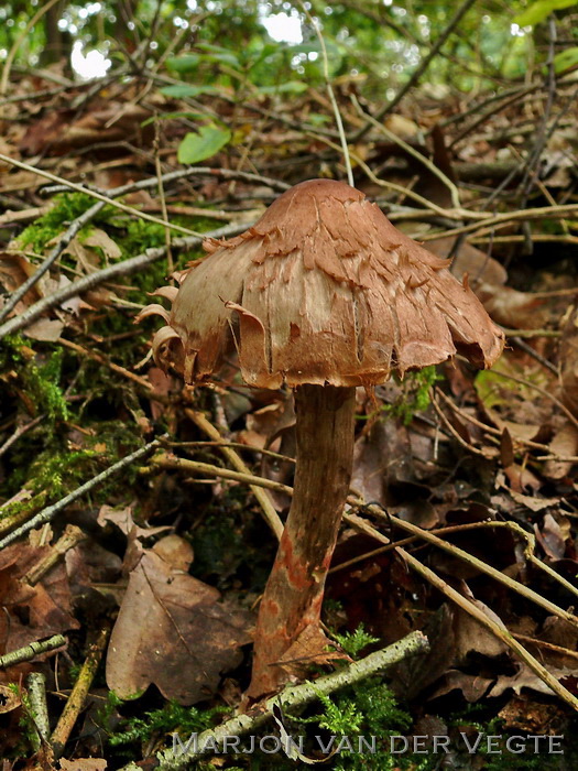 Armbandgordijnzwam - Cortinarius armillatus