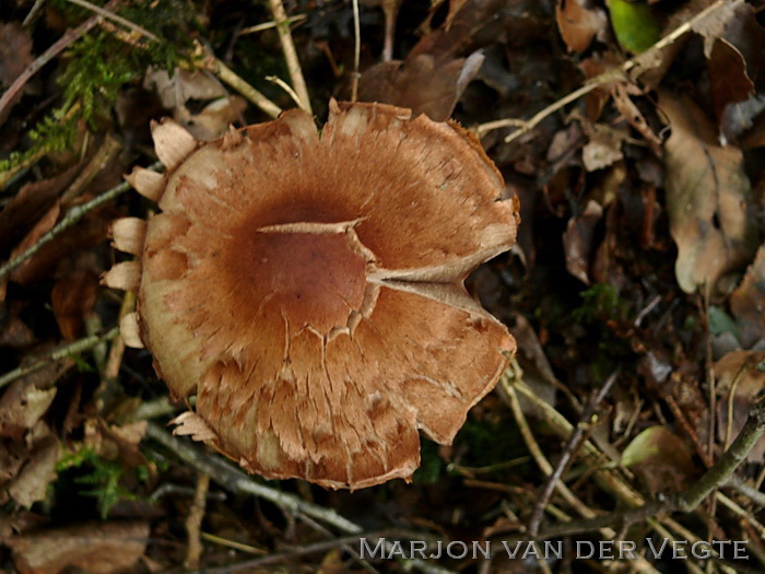 Armbandgordijnzwam - Cortinarius armillatus