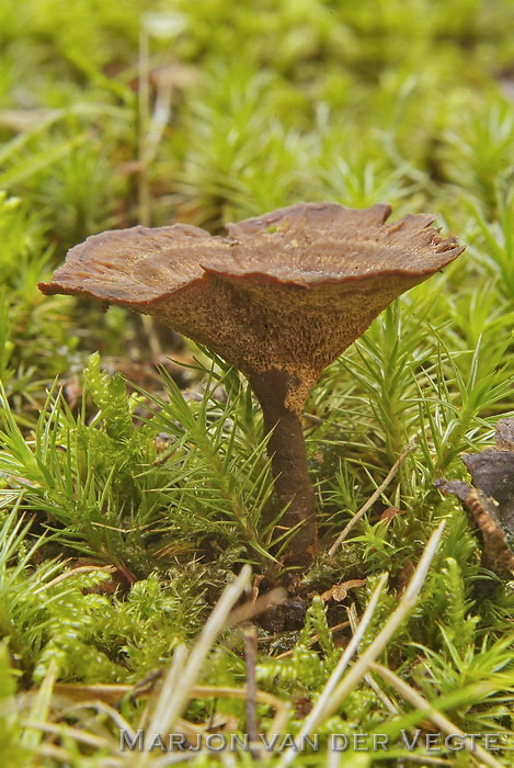 Echte tolzwam - Coltricia perennis