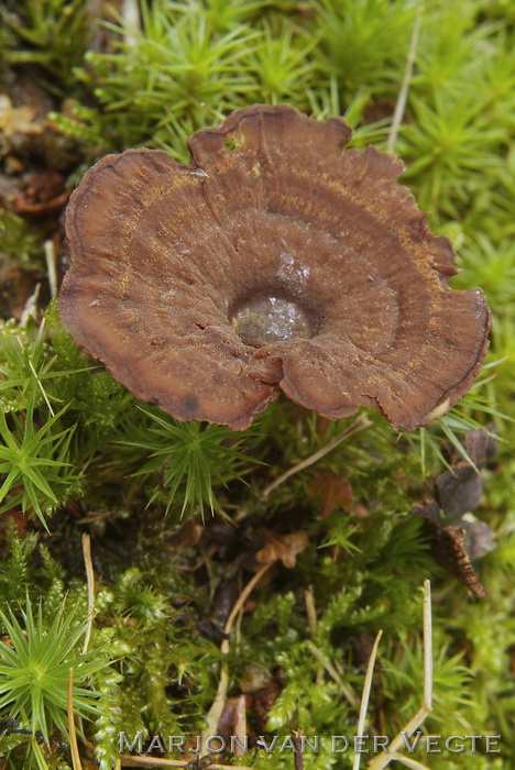 Echte tolzwam - Coltricia perennis