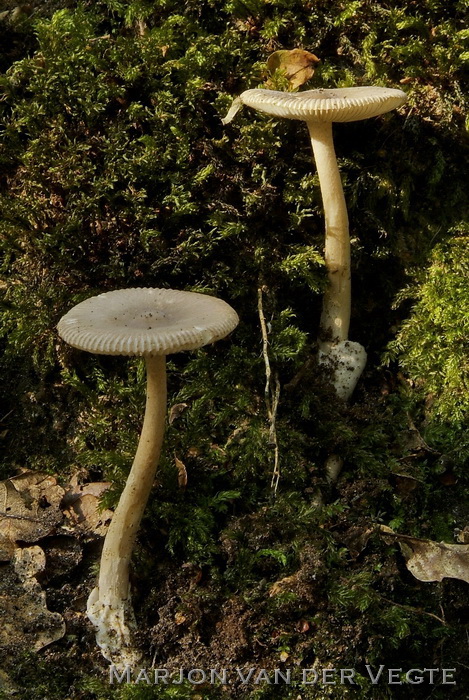 Grijze slanke amaniet - Amanita vaginata