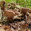 Blauwvoetstekelzwam