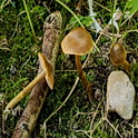 Bleke geelvezelgordijnzwam