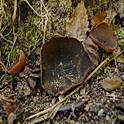 Bruine bekerzwam