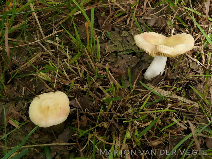 Abrikozenrussula - Russula risigallina var. risigallina