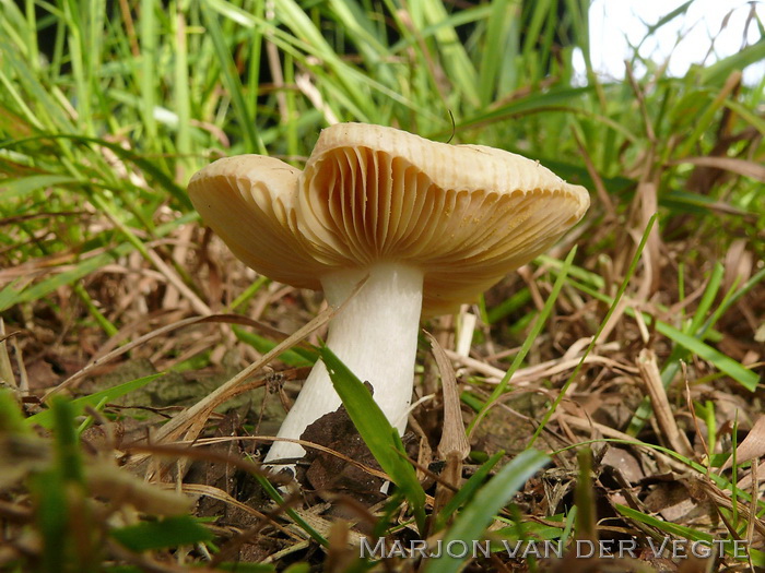 Abrikozenrussula - Russula risigallina var. risigallina