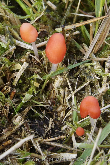 Adonismycena - Mycena adonis