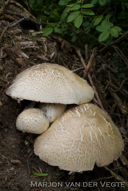 Sneeuwwitte anijschampignon - Agaricus osecanus