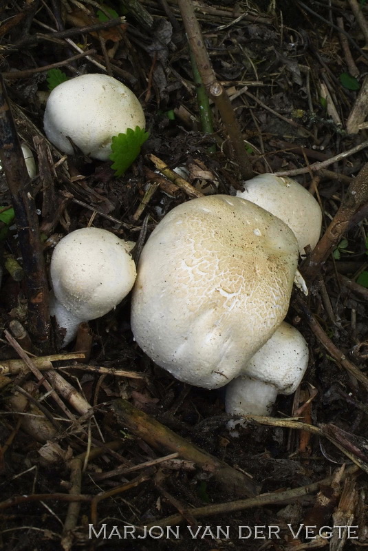 Sneeuwwitte anijschampignon - Agaricus osecanus