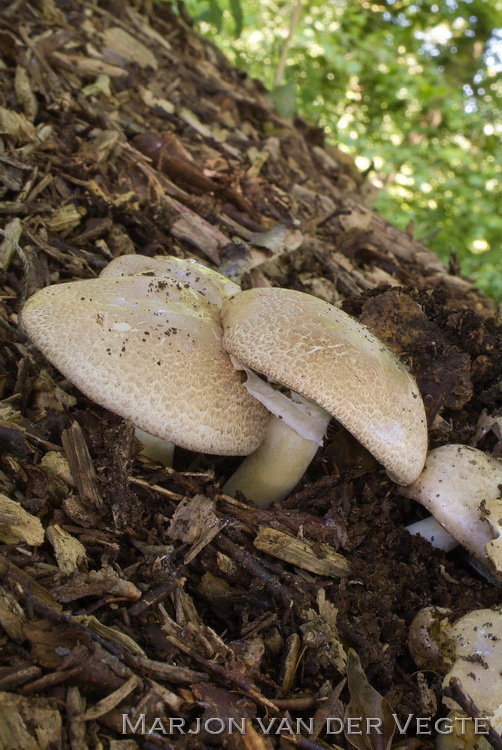 Bladhoopchampignon - Agaricus subrufens