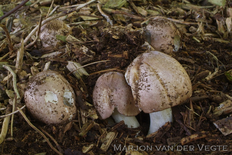 Bladhoopchampignon - Agaricus subrufens