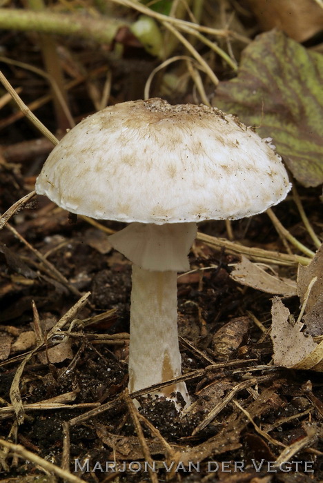 Panterchampignon - Agaricus brunneolus