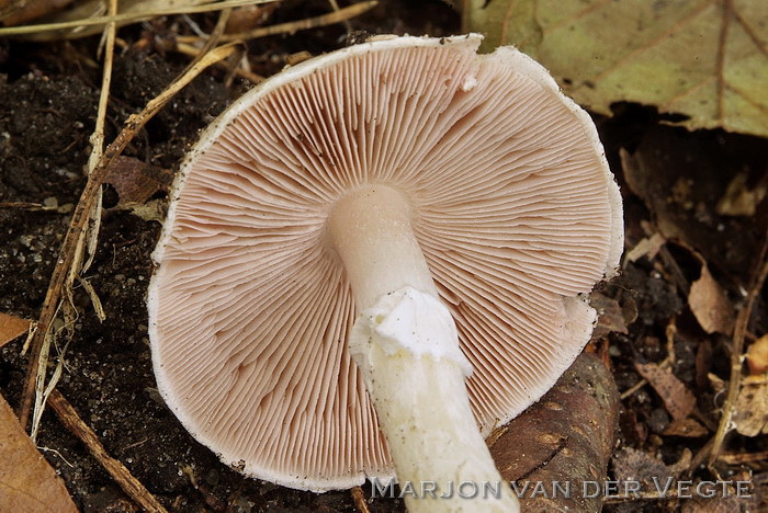 Panterchampignon - Agaricus brunneolus