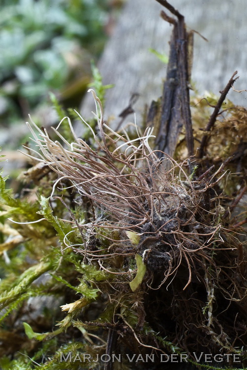 Witpoederige spinnendoder - Akanthomyces aranearum