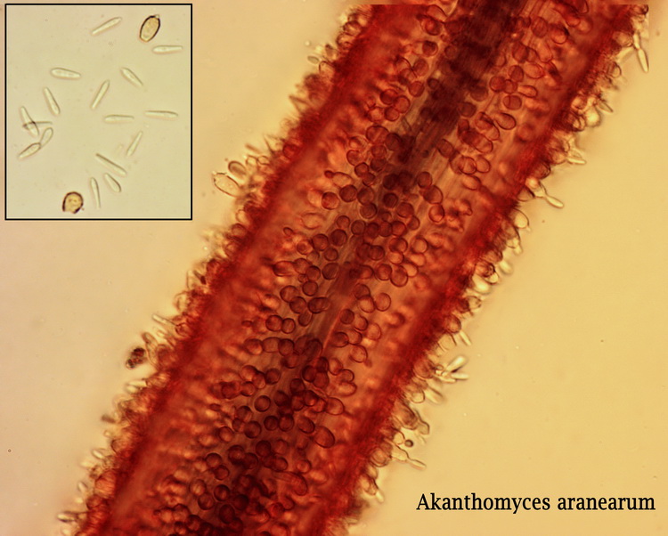 Witpoederige spinnendoder - Akanthomyces aranearum