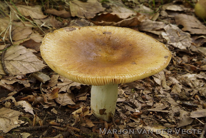 Amandelrussula - Russula grata