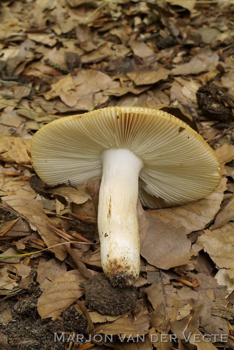 Amandelrussula - Russula grata