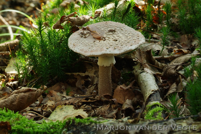 Parelamaniet - Amanita rubescens