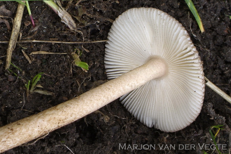 Gezoneerde slanke amaniet - Amanita battarrae