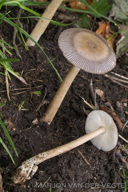 Gezoneerde slanke amaniet - Amanita battarrae