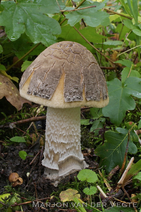 Prachtamaniet - Amanita ceciliae