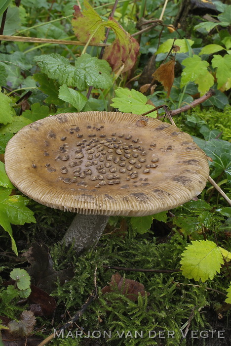 Prachtamaniet - Amanita ceciliae