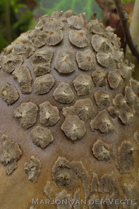 Prachtamaniet - Amanita ceciliae