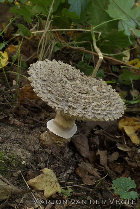 Zwarte amaniet - Amanita inopinata