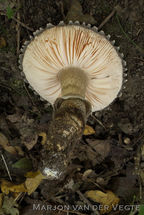 Zwarte amaniet - Amanita inopinata