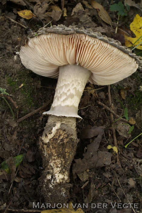 Zwarte amaniet - Amanita inopinata