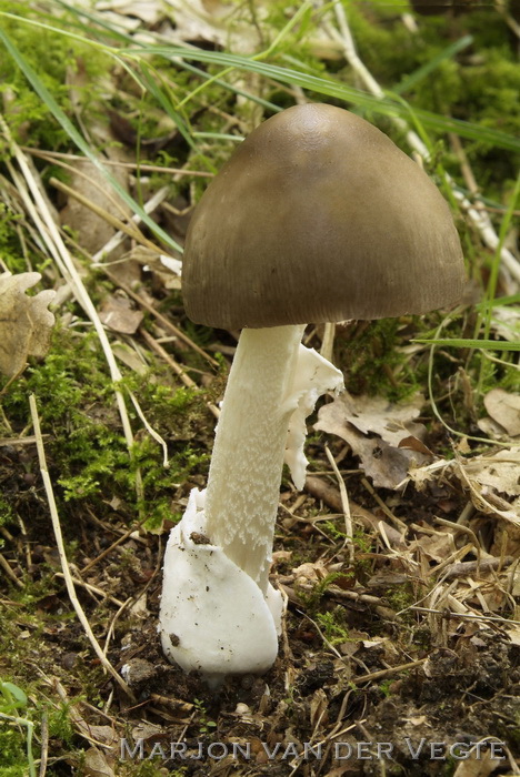 Grijze slanke amaniet - Amanita vaginata