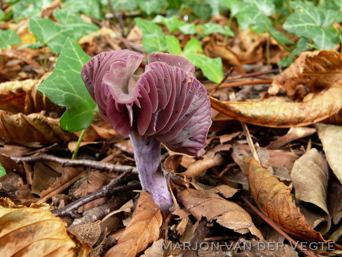 Amethistzwam - Laccaria amethystina