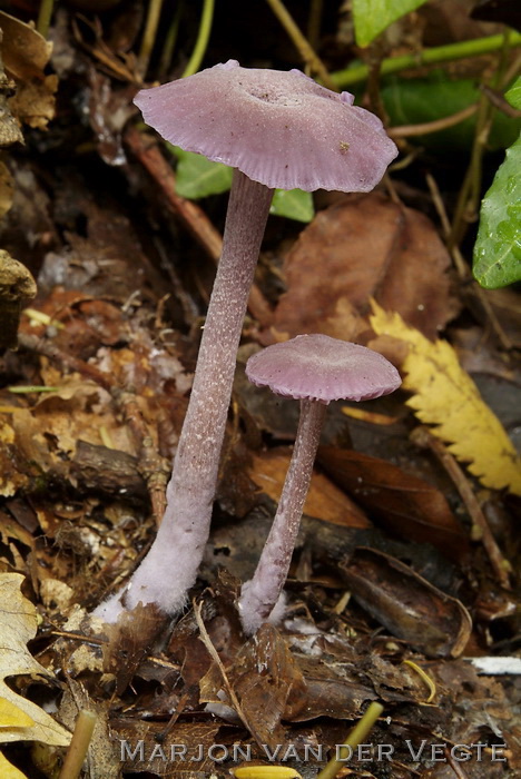 Amethistzwam - Laccaria amethystina