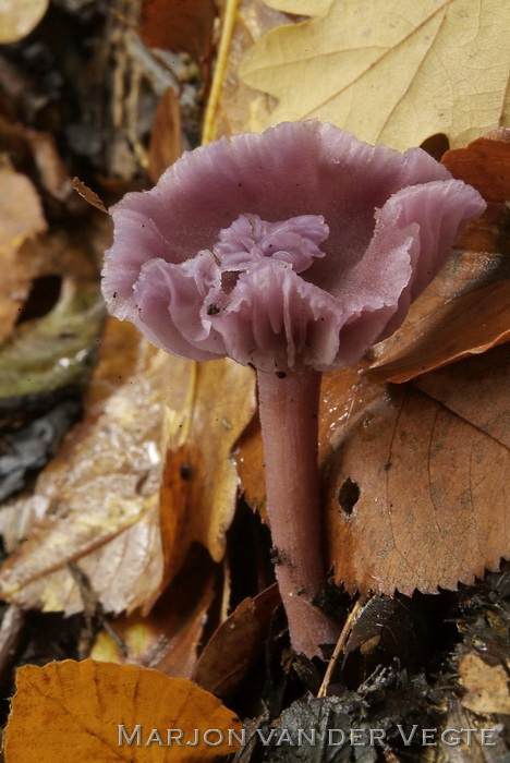 Amethistzwam - Laccaria Amethystea