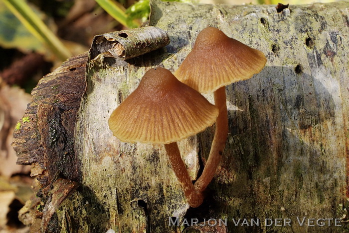 Ampulmosklokje - Galerina ampullaceocystis