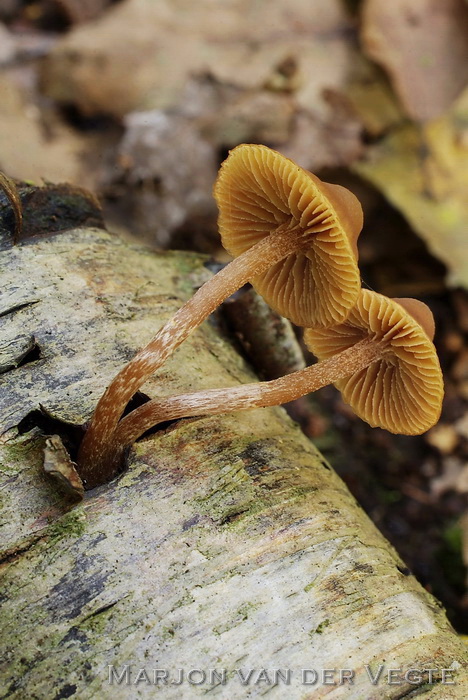 Ampulmosklokje - Galerina ampullaceocystis