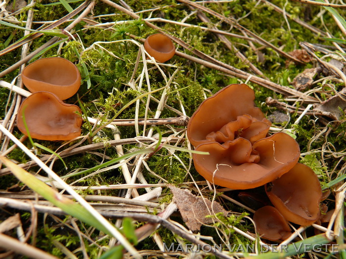 Anemonenbekerzwam - Dumontinia tuberosa