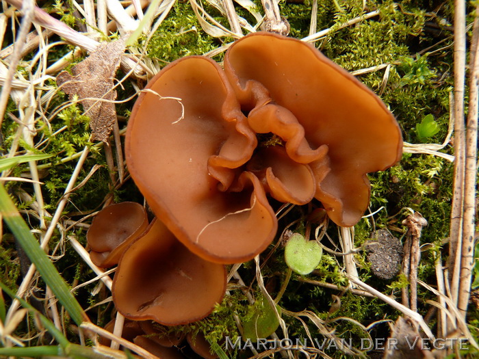 Anemonenbekerzwam - Dumontinia tuberosa