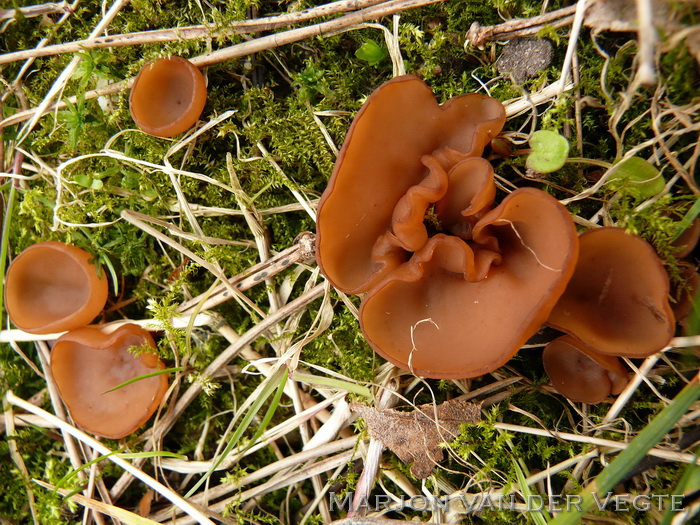 Anemonenbekerzwam - Dumontinia tuberosa