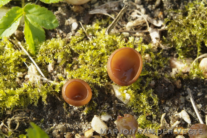 Anemonenbekerzwam - Dumontinia tuberosa