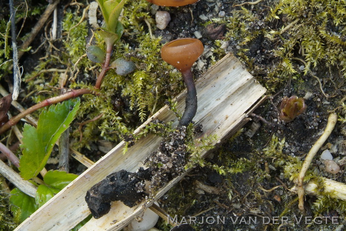 Anemonenbekerzwam - Dumontinia tuberosa