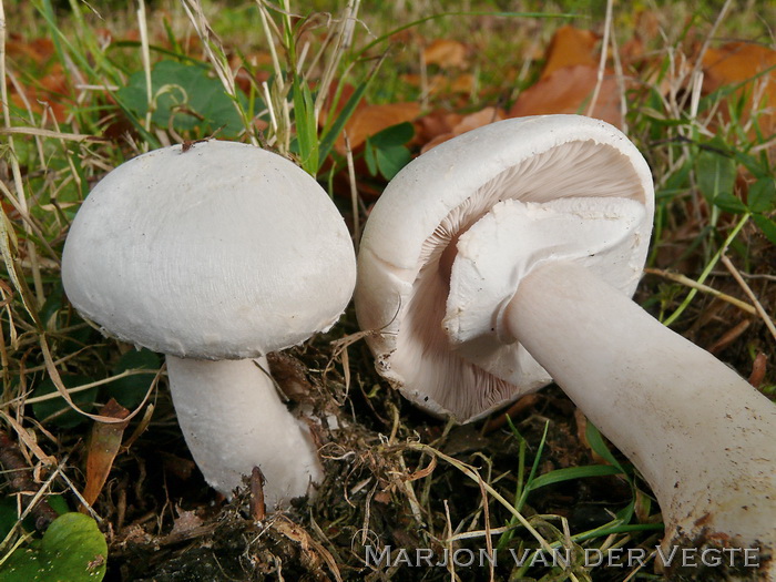 Gewone anijschampignon - Agaricus arvensis