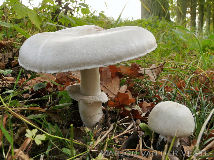 Gewone anijschampignon - Agaricus arvensis