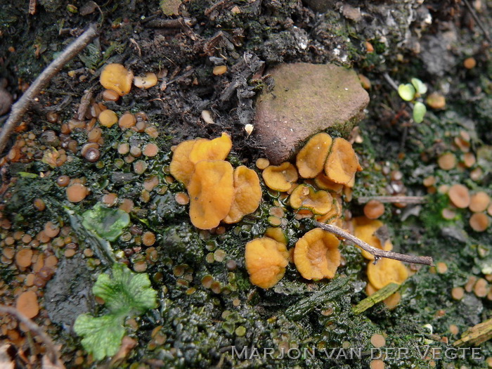 Gewoon houtskoolbekertje - Anthracobia melaloma