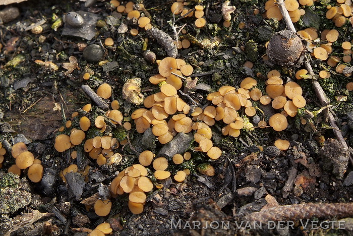 Gewoon houtskoolbekertje - Anthracobia melaloma