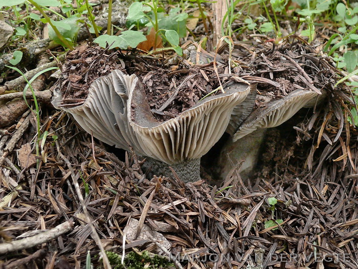 Antracietrussula   - Russula anthracina