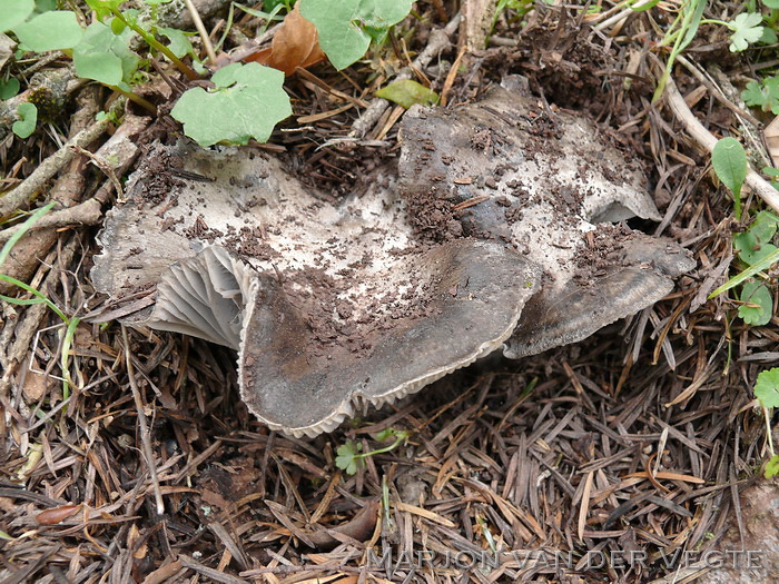 Antracietrussula   - Russula anthracina