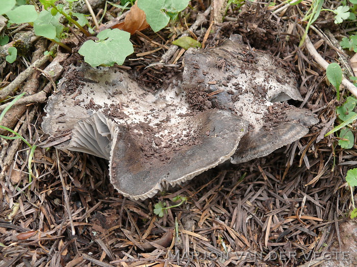 Zwartwitte russula - Russula albonigra