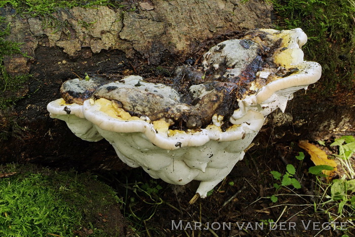 Essenzwam - Perenniporia fraxinea