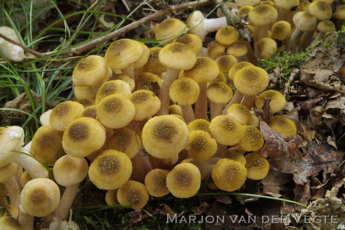 Echte honingzwam - Armillaria mellea